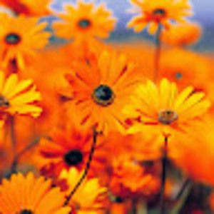 Meet your Posher, Ashwittha